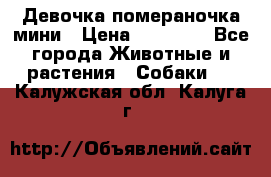 Девочка помераночка мини › Цена ­ 50 000 - Все города Животные и растения » Собаки   . Калужская обл.,Калуга г.